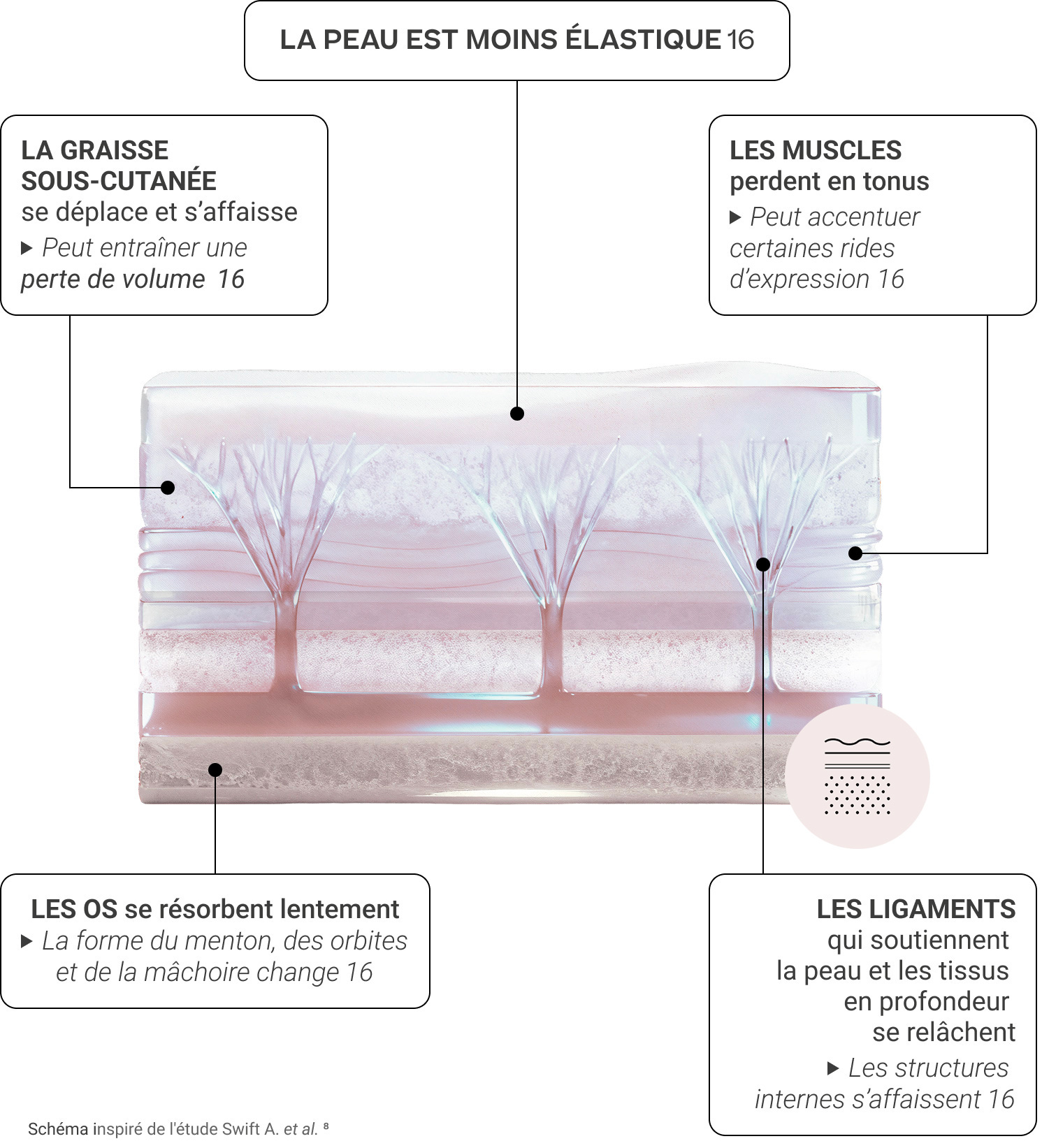 schéma illustrant les différentes couches du visage et leur évolution avec le vieillissement