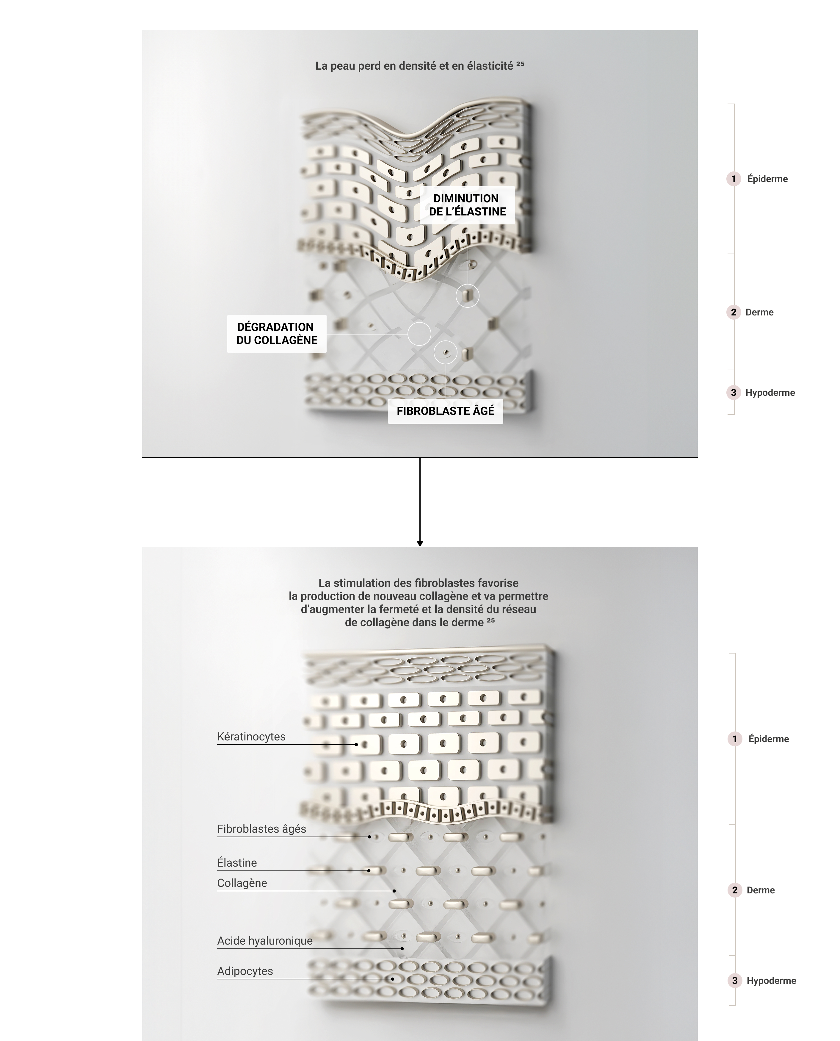 Schéma des couches de la peau illustrant la diminution de l'élastine, la dégradation du collagène et le vieillissement des fibroblastes.