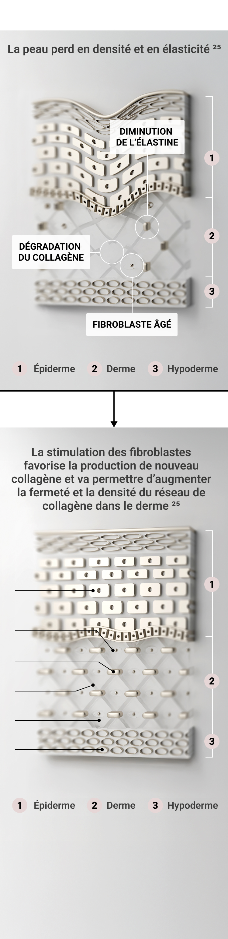 Schéma des couches de la peau illustrant la diminution de l'élastine, la dégradation du collagène et le vieillissement des fibroblastes.